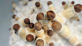 Psilocybin Therapy Pilot Program Bill Introduced in California