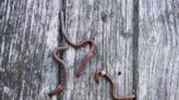 Invasive Jumping Worms Spreading Throughout The U.S.