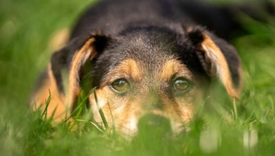 Vets Share The Most Common Signs Of Lyme Disease In Dogs