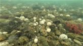 A coral reef off Bourne? Maritime students have an idea about what to name it
