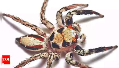 9 largest spiders in the world: Exploring the giants of the arachnid world | - Times of India