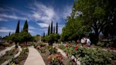 El Paso Municipal Rose Garden is in full bloom in Central El Paso