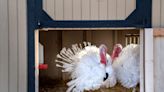 Air conditioning, treats and hugs. Pardoned turkeys live a luxurious lifestyle at Purdue.