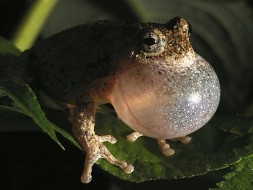 Is there a frog-palooza going on in SC backyards? Here’s what’s happening with amphibians