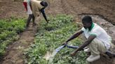 La revolución de la IA llega para los agricultores de Malawi que cultivan un tercio de nuestros alimentos