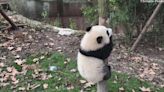 Active giant panda cub shows keepers her athletic skills