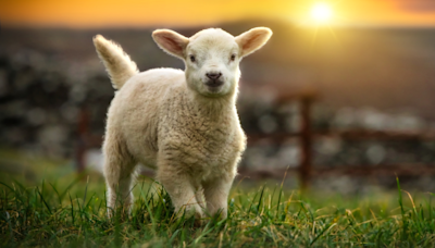 ‘Lore’ of How Baby Lamb Came to Live in the City Is Just Too Sweet