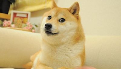 Muere Kabosu, la perrita detrás del meme de "Doge"