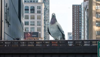 Una paloma gigante de un artista colombiano, nuevo ícono en Nueva York