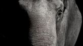 African elephants address one another with name-like calls − similar to humans