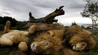 African lions make longest swim in search of female