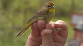 Migrating Birds Eat, Sleep and Get Banded at Presque Isle: The Last Word