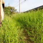 Dealing With Your Neighbor’s Weeds: Lawn Care Nightmare, Or Annoying Eyesore?
