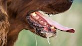 Estas son las enfermedades que transmiten los perros con la saliva