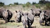 Texan arrested in South Africa after police say they found 26 rhino carcasses on his ranch