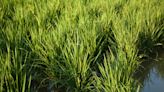 Scientists develop mutant rice capable of resisting common crop disease — here's why it's so important