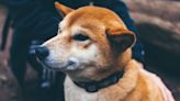 Shiba Inu Fetches $12M Investment in a Token Sale to Build Privacy-Focused Blockchain