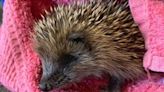 Wildlife 'orphan season' leads to charity plea