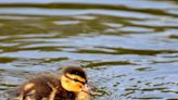 B.C. woman doesn’t duck responsibilities, helps ducklings waddle across city