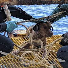 Dog rescued at sea: Oil rig workers rescue canine swimming 135 miles ...