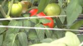 Grainger County tomato farm damaged in storm