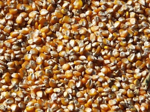 Subsidy on 2.3K-quintal hybrid maize seeds for state farmers