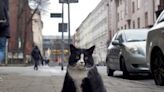 Poland’s hottest tourist attraction is a fat black and white cat named Gacek