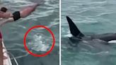 Video: se tiró de un barco, cayó sobre una orca porque quería tocarla y terminó multado | Mundo