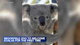 Brookfield Zoo to welcome 2 koalas for the first time