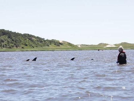 125 dolphins stranded in ‘difficult location’ during low tide on Cape Cod, 10 dead - The Boston Globe