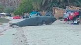 Watch: Massive sea creature startles family on Mexican beach