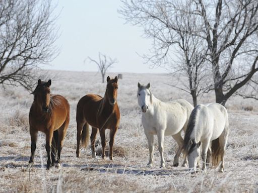 Here’s the Ultimate Guide to the Best Horse Breeds