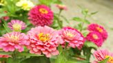 Should You Deadhead Zinnias? An Expert Says You Should ASAP—Here's Why