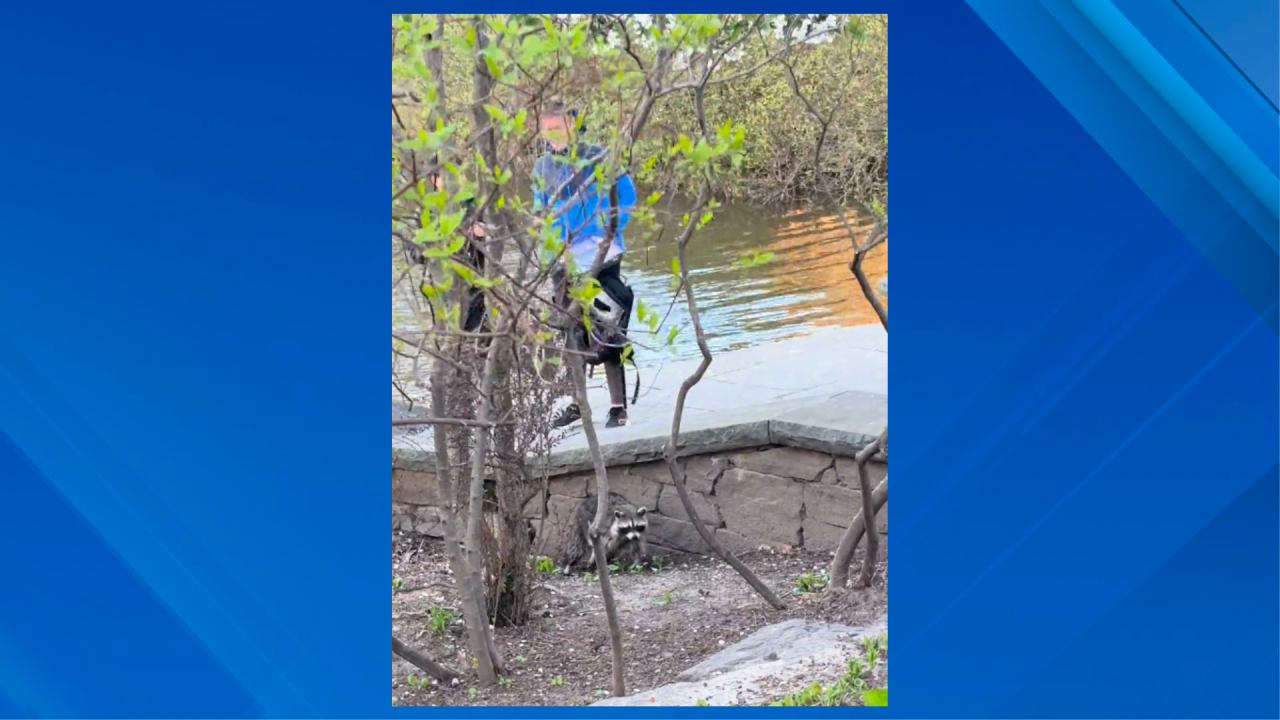 Video: Central Park raccoon tries stealing backpack