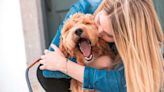 How to Support Your Pet's Health During Summer