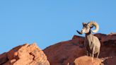 Desert bighorns recovering after severe drought years on refuge near Las Vegas