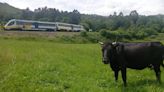 Susto en Llanes: Un tren que circulaba entre Oviedo y Santander arrolla a tres vacas en San Roque del Acebal