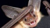 Research scientists track valuable bats to help protect them as climate warms