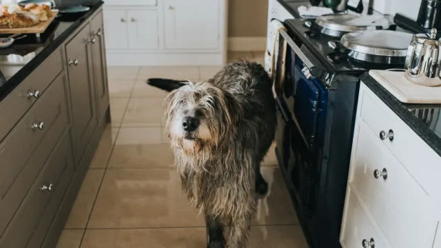 Dog Starts House Fire by Turning on Stove in Colorado