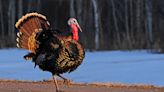 Do You Own The Year's 12 Biggest Stock Market Turkeys?