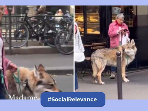 Viral video: Woman walks her pet in Paris, internet confused if it is a dog or a wolf