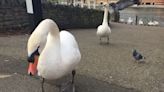Here's Why Britain's Swans Are Being Counted In The Name Of The King