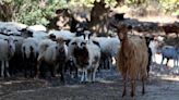 Greece announces nationwide restrictions to combat ‘goat plague’ outbreak
