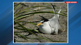 Bird of the Week: Fewer and fewer least terns
