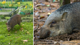 19 wild boars trapped, put down after recent Bukit Panjang attacks