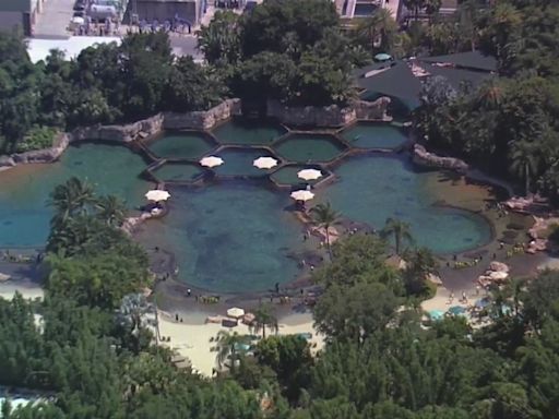 Child found unresponsive in Discovery Cove Orlando pool, deputies say