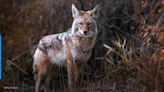Pack of coyotes surrounds dog walker in Massachusetts