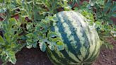 How to Tell When a Watermelon Is Ripe and Finally Ready to Harvest