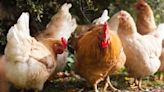 Salmonella outbreaks linked to backyard poultry