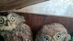 Owls rescued from Glastonbury’s Pyramid Stage during Guns N’ Roses’ set named after rock icons